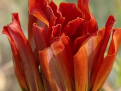 CU TU Shot of Partially opened flower of red gazania / Namaqualand, Northern Cape, South Africa Stock Footage