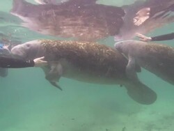 Manatees tourists petting, Florida, North Atlantic Ocean  Stock Footage