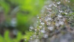 dew on moss in woods Stock Footage
