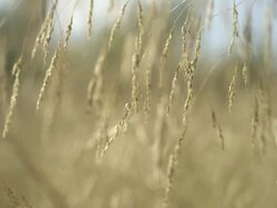 High Speed Cereal plant blowing in wind, Spain. Stock Footage