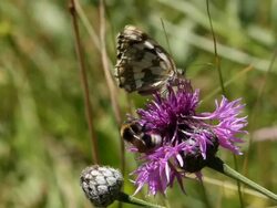 Marbled White (Melanargia galathea) HD Stock Footage