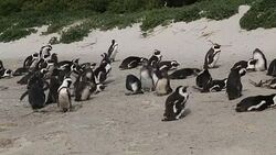 CLEAN : African penguins in peril as race for climate deal quickens News Clip