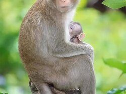 Monkey family. Stock Footage