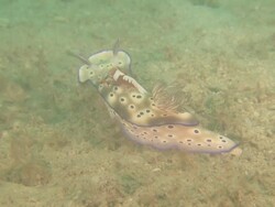 Crustacean hitching a ride on Nudibranch, Sabah Stock Footage