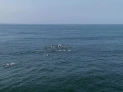 WS AERIAL TS Dolphins diving in ocean / Eastern Cape, South Africa Stock Footage