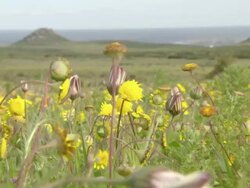 WS View of Field of Namaqualand daisies moving and swaying / Namaqualand, Northern Cape, South Africa Stock Footage