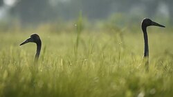 Sarus Crane(Grus antigone) Stock Footage
