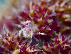 CLOSE UP PURPLE SOFT CORAL CRAB FEEDING ON CORAL Stock Footage