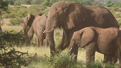 Elephants in Safari at Wild Stock Footage