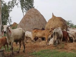 Cattle eat the straw. Stock Footage