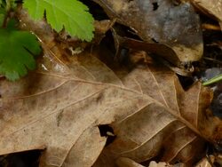 T/L Banded Snails and slug crawling over leaf litter, MCU, UK woodland Stock Footage