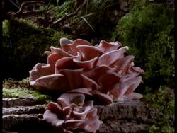 T/L Fungus growing on log, natural background Stock Footage