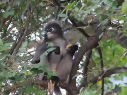 Dusky leaf monkey eating banana. Stock Footage