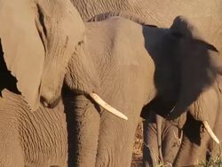 MS R/F Shot of three elephants eating grass / ghanzi district, ghanzi district, botswana Stock Footage