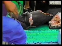 Increase in illegal shark fishing since controversial law passed News Clip