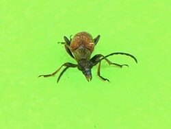PAL: Beetle Stock Footage