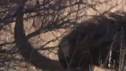 An oryx grooms its horns on a small shrub. Stock Footage