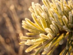 Frosty pine branch Stock Footage
