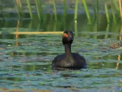 CU Shot of Black necked Grebe swimming in pond / Tulcea, Danube Delta, Romania Stock Footage