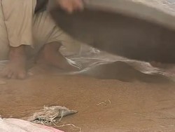 Organic food, Egyptian style News Clip