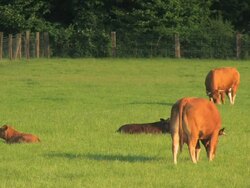Cattle Stock Footage