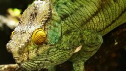 Chameleon Stock Footage