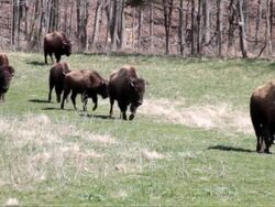 Bison Walking Stock Footage