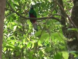 Quetzal male - Costa Rica wildlife Stock Footage