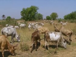 WS Shot of herd of cattle walking and grazing / Juba, Central Equatoria, Sudan  Stock Footage