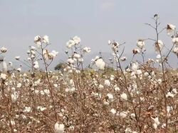 Cotton ball Stock Footage