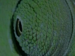 ECU Chameleons eye moving, Botswana, Africa Stock Footage