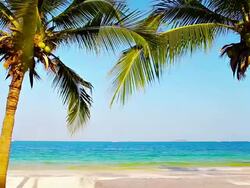 Palm trees kiss. Stock Footage