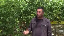 VOICED : Turkish agriculture suffers from the Russian embargo News Clip