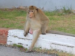 Monkey sitting relax. Stock Footage