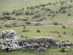 National park Hiddensee in East Germany Stock Footage