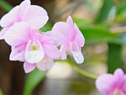 Orchids. Stock Footage