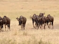 Great Wildebeest Migration in Kenya Stock Footage