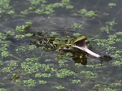 CU SLO MO Edible Frog trying to catch prey by to Tongue in pond / Vieux Pont, Normandy, France Stock Footage