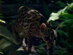 Margay (Leopardus wiedii), walks along log towards camera, looks at camera Stock Footage