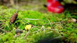 Chanterelles - Harvesting Stock Footage