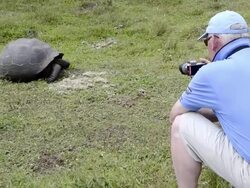 MS ZO Tourist taking picture of giant tortoises / Santa Cruz, Galapagos Islands, Ecuador    Stock Footage