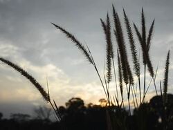 Autumn Tall Grass in the Wind Stock Footage