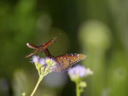 CU SLO MO Shot of Two monarch butterflies flying on purple flowers / Santa Barbara, California, United States Stock Footage