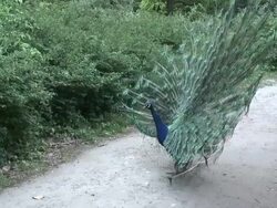 Peafowl 3-6: HD 1080/60i Stock Footage