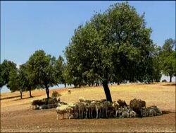 Sheep (Ovis aries) sheltering from sun under tree, near Cadiz, Andalucia, Southern Spain Stock Footage