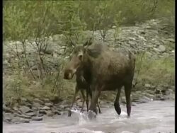 MS Female moose and calf walking in fast flowing river, Arctic circle Stock Footage