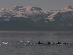 Sleeping Sea Lions Buoy High Definition HD Video Stock Footage