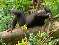 Chimpanzee (Pan troglodytes) lying on bare log, legs crossed, looking very relaxed, scratches ear thoughtfully, Sierra Leone Stock Footage