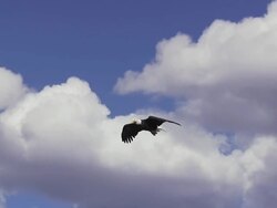 MS TS Bald Eagle gliding overhead with white clouds / Boise, Idaho, United States Stock Footage