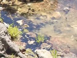 Toad tadpoles in the pond Stock Footage